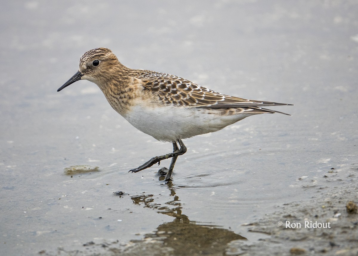 Baird's Sandpiper - Ron Ridout