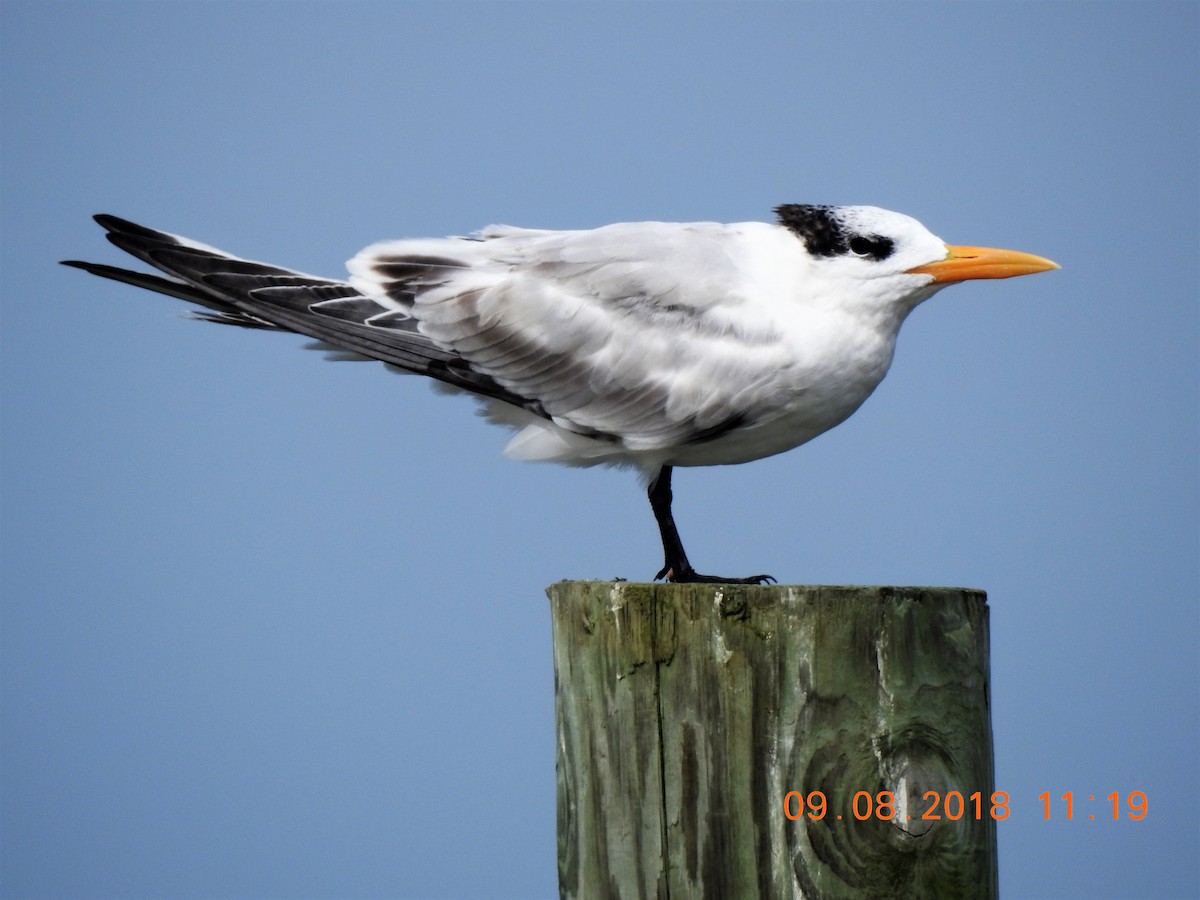 Royal Tern - ML114096601