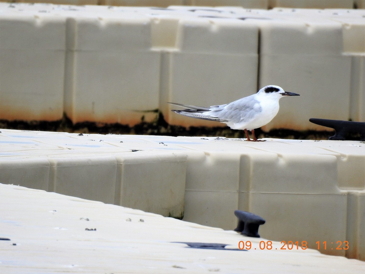 Forster's Tern - ML114097261