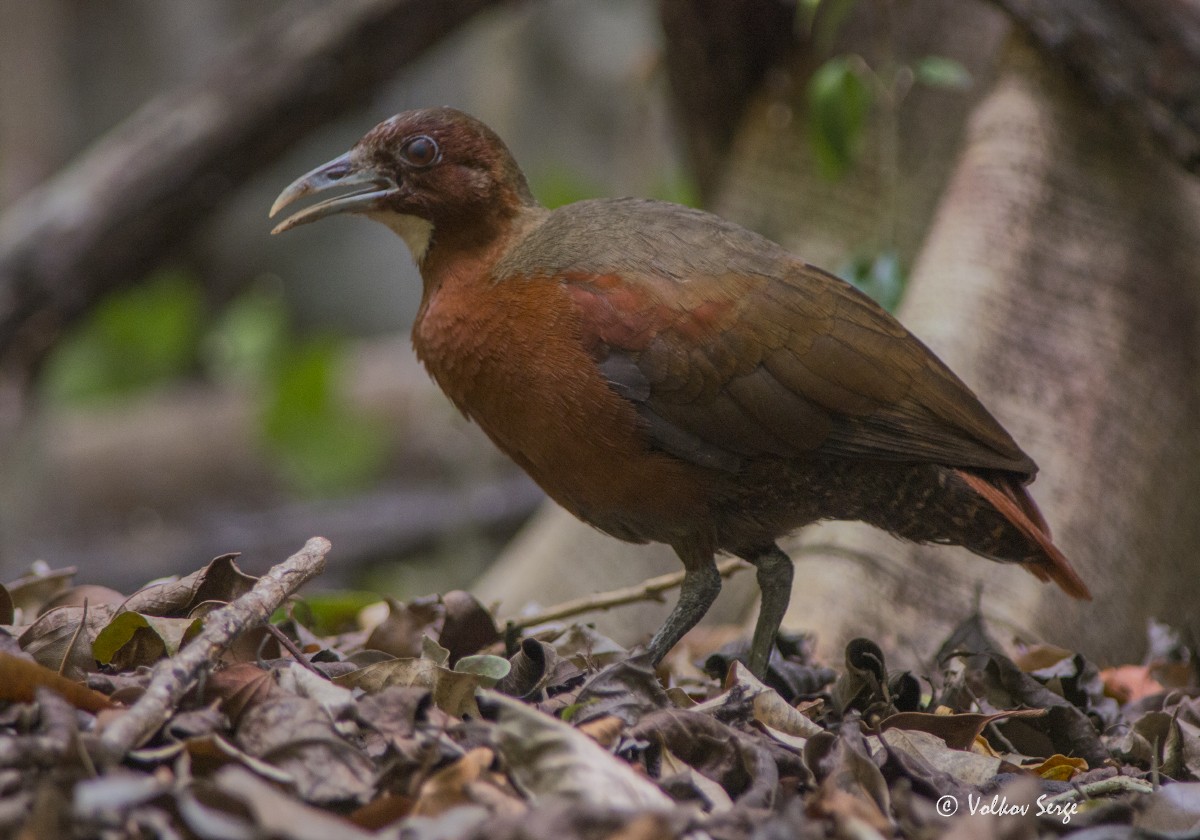 Tsingy Forest Rail - ML114097371