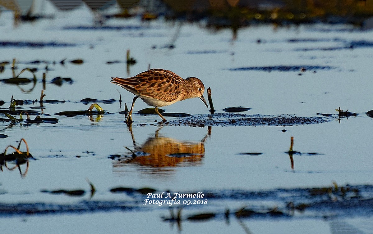 Least Sandpiper - Paul A Turmelle