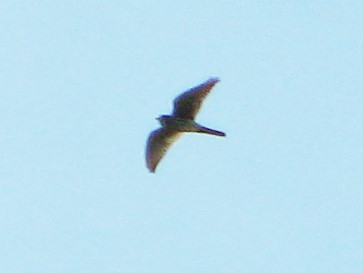 American Kestrel - ML114099671