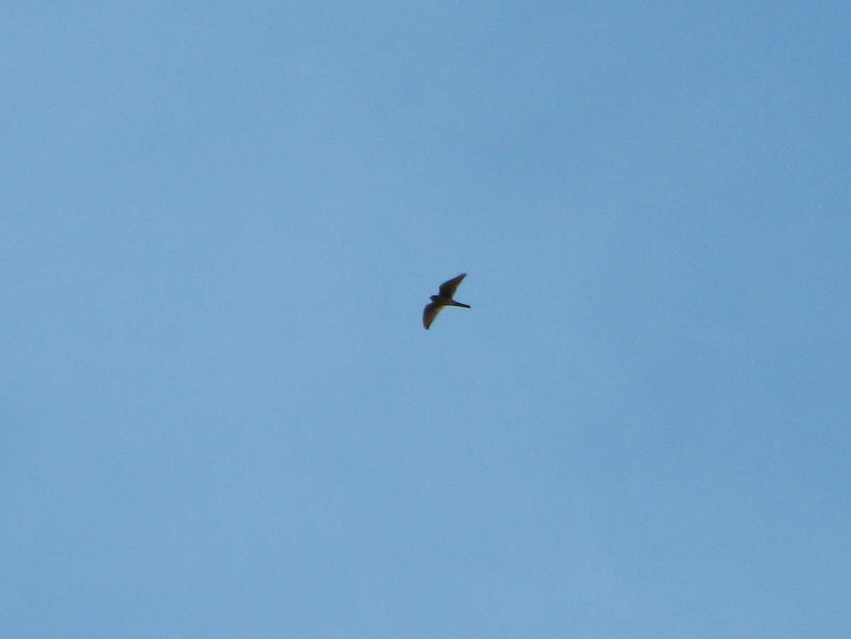 American Kestrel - ML114099691