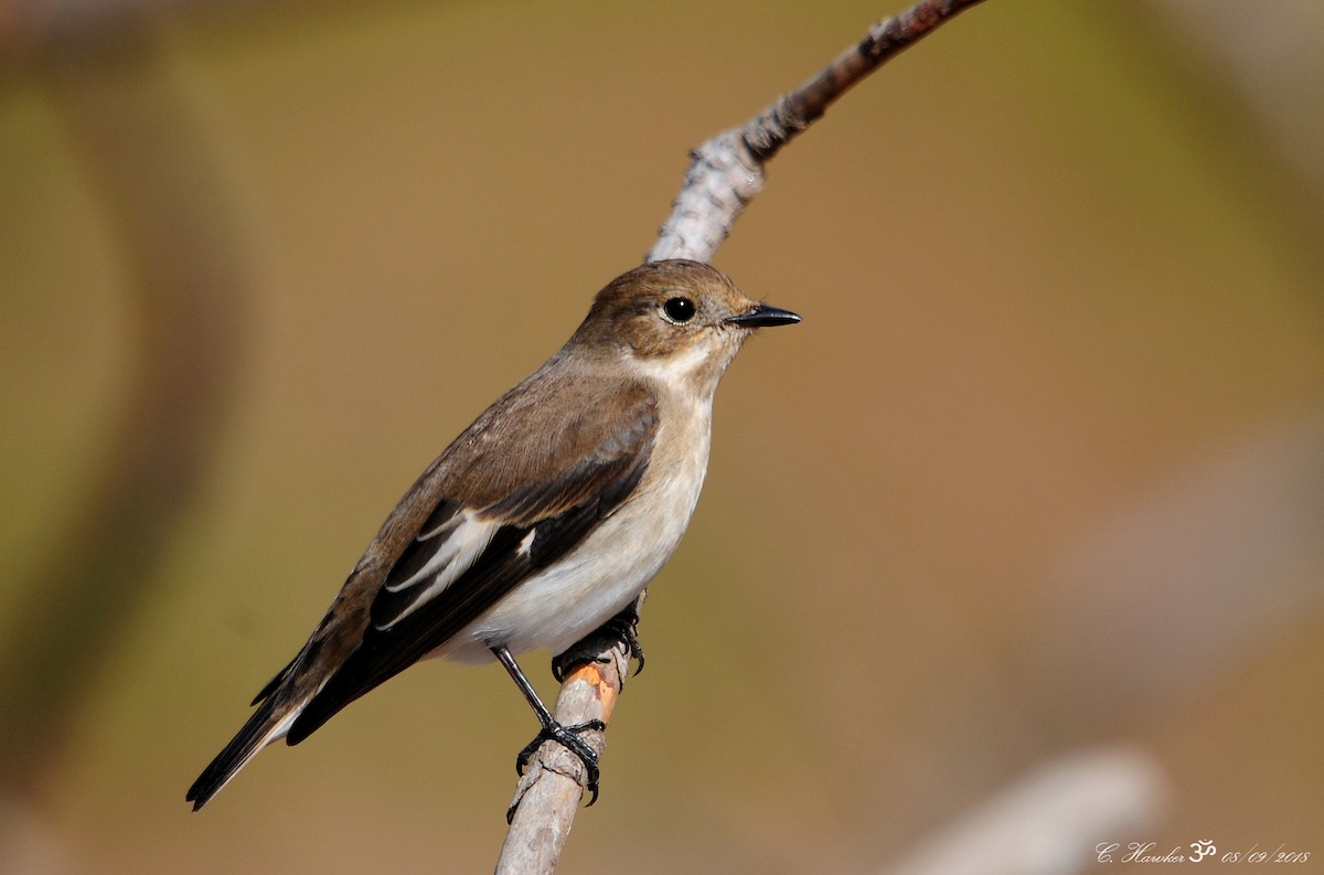 European Pied Flycatcher - Carl  Hawker