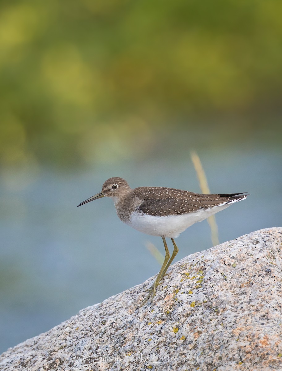 Solitary Sandpiper - Simon d'Entremont