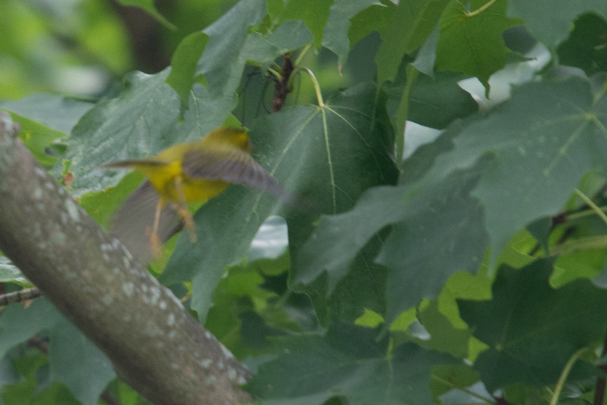 Wilson's Warbler - ML114102371