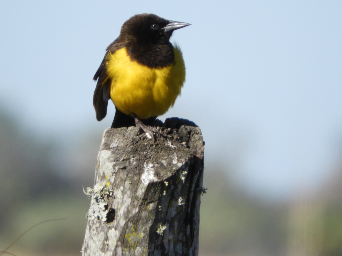 Yellow-rumped Marshbird - ML114104151