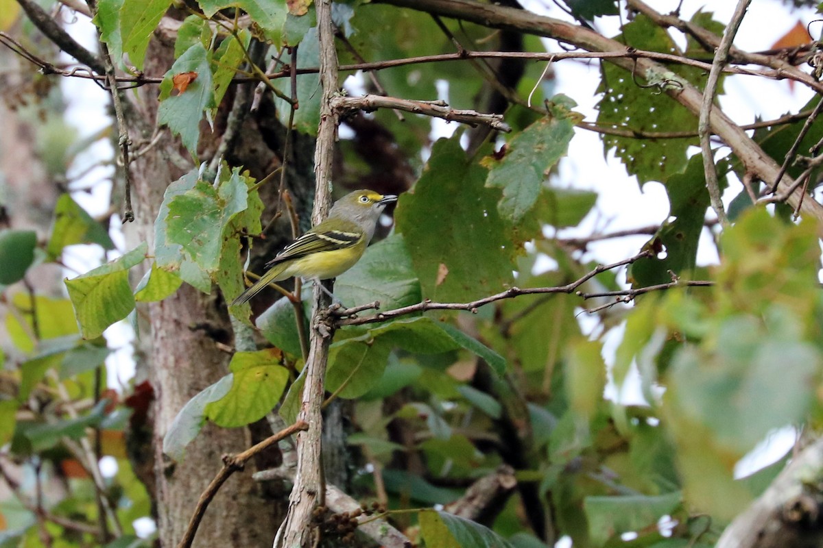 White-eyed Vireo - ML114105081