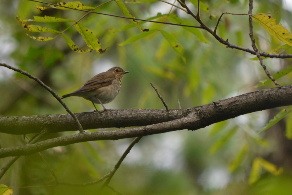 Swainson's Thrush - ML114106651