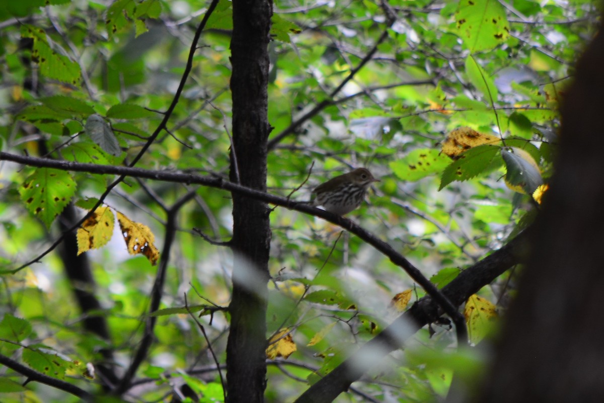 Ovenbird - ML114106671