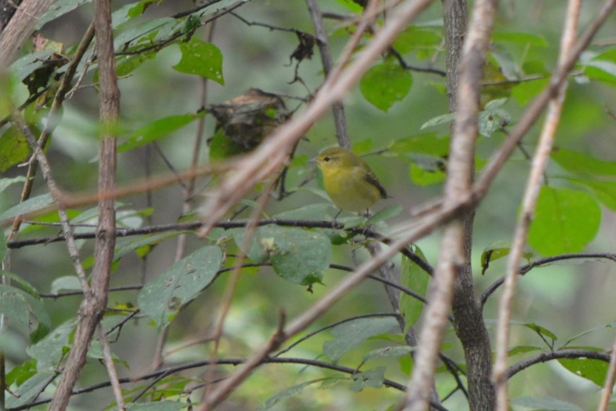 Tennessee Warbler - ML114106701
