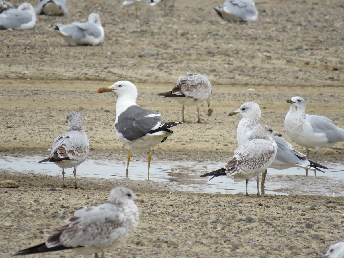 Zafferano - ML114106721