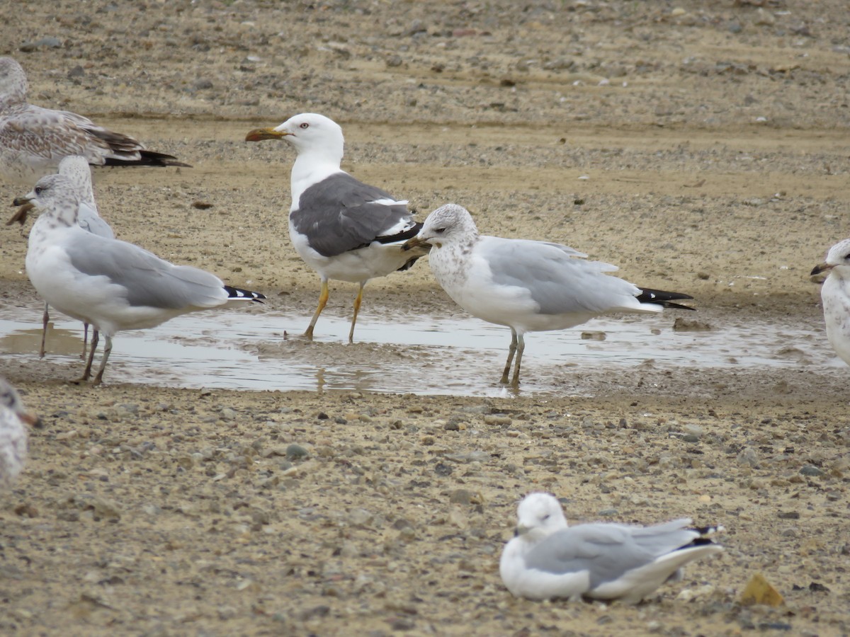 Zafferano - ML114106731