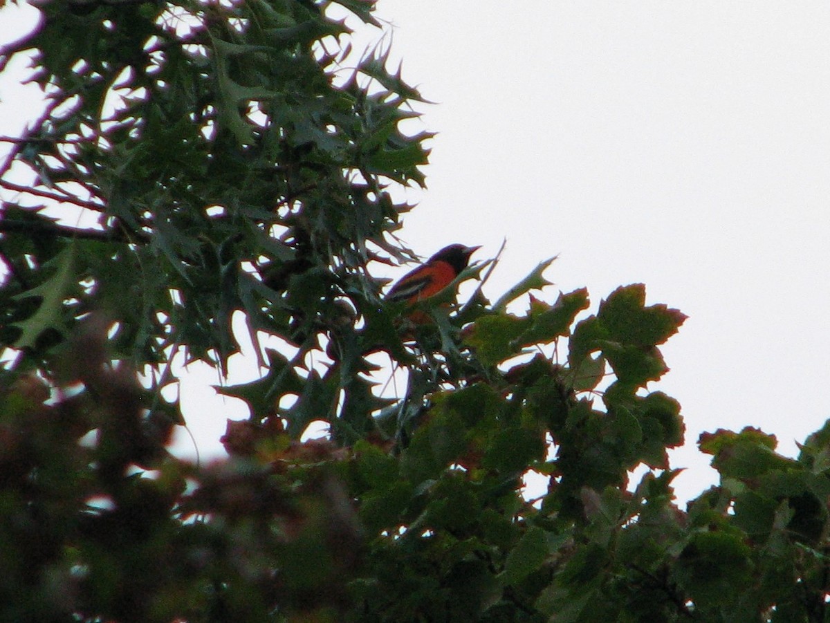 Baltimore Oriole - ML114108461