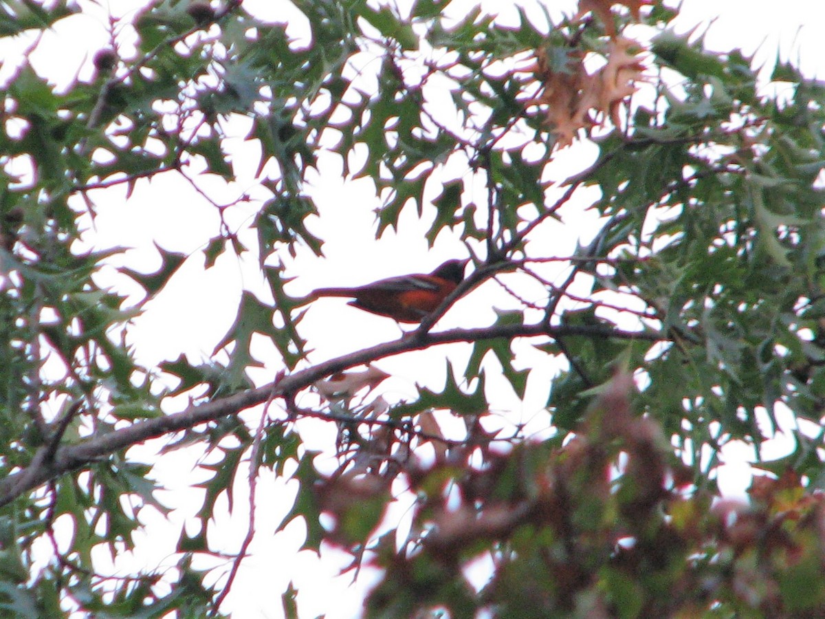 Baltimore Oriole - ML114108491