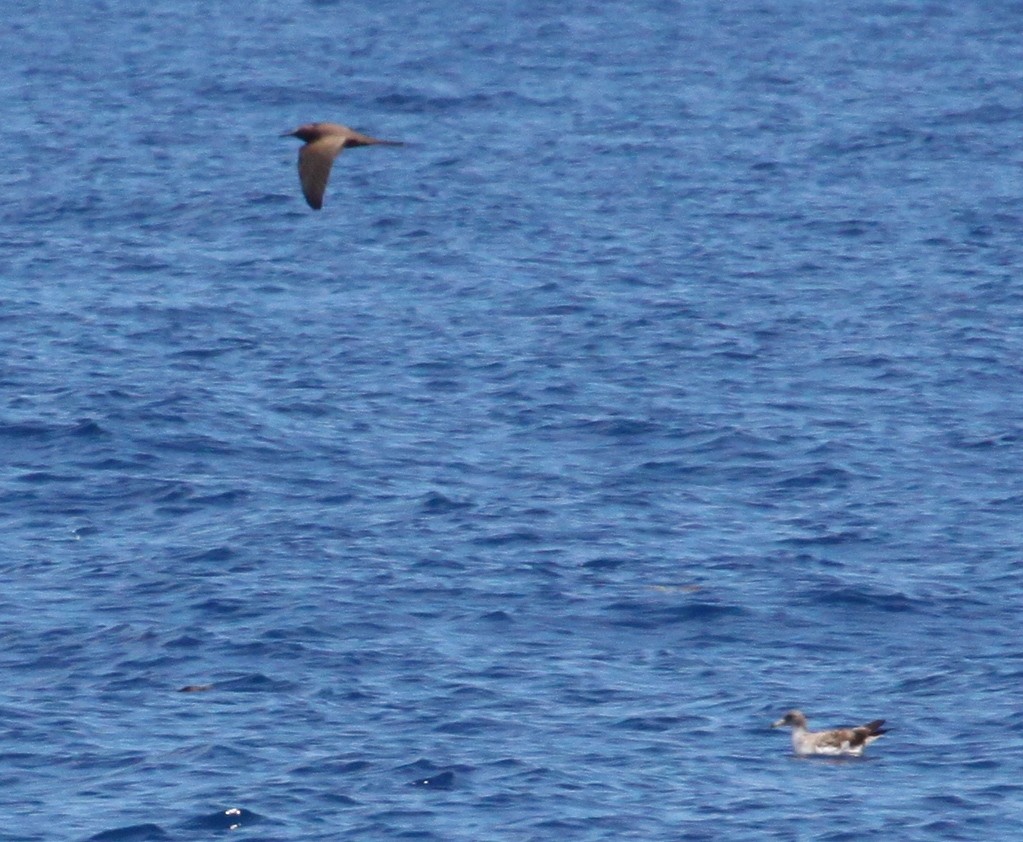 Brown Noddy - ML114109001