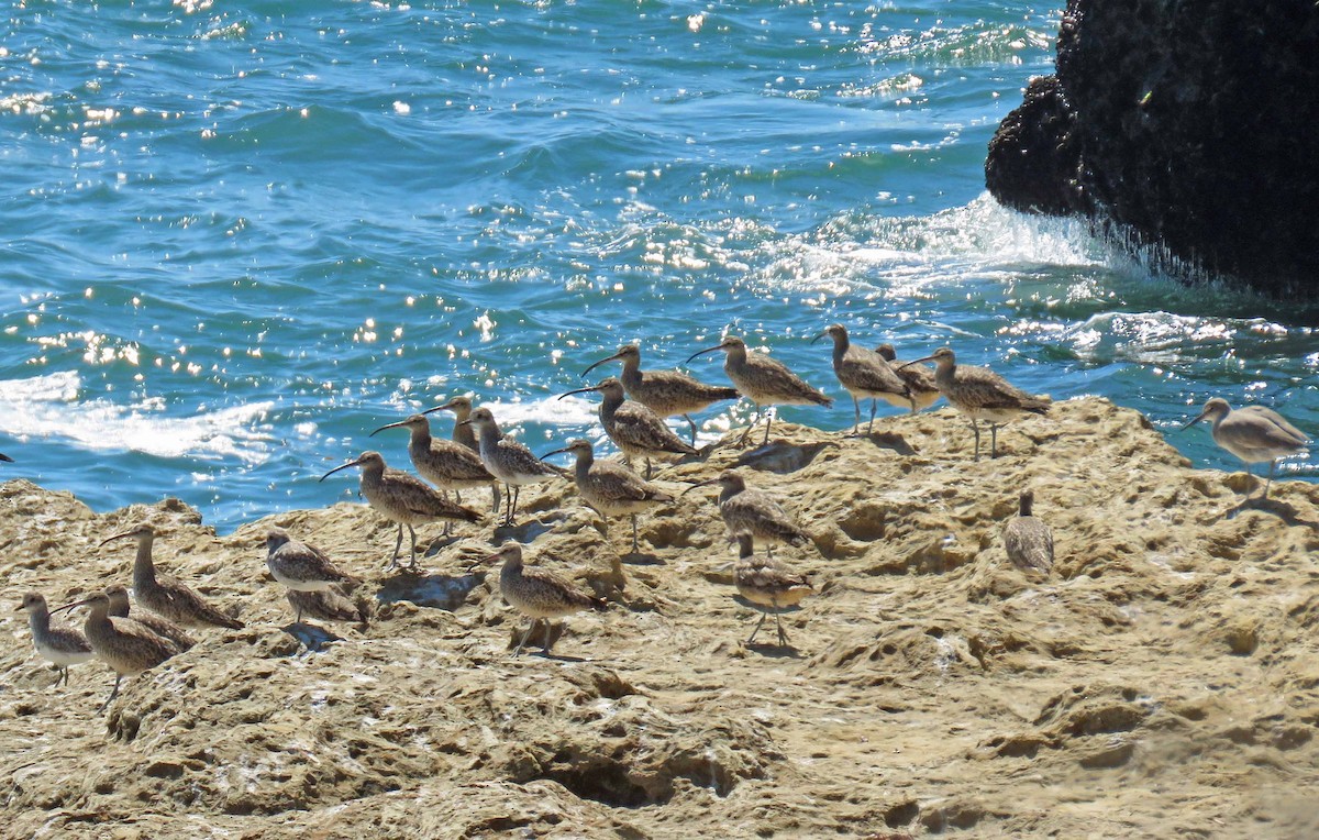 Whimbrel - Sharon Hull