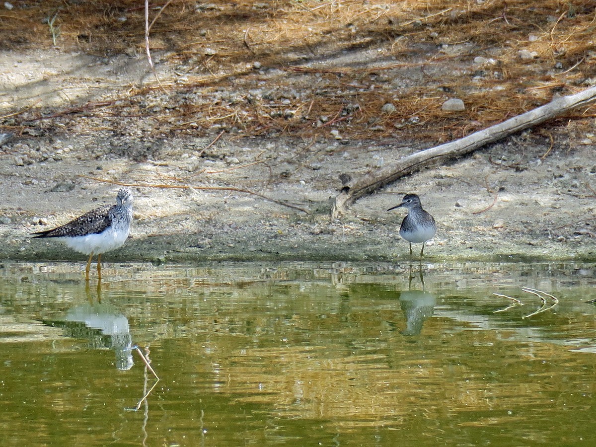 Solitary Sandpiper - ML114109951