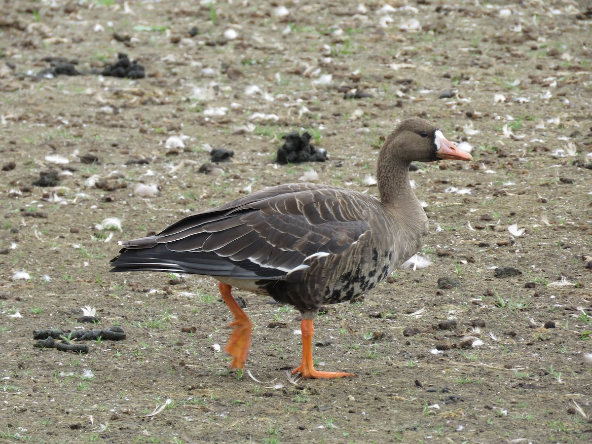Greater White-fronted Goose (Western) - ML114111771