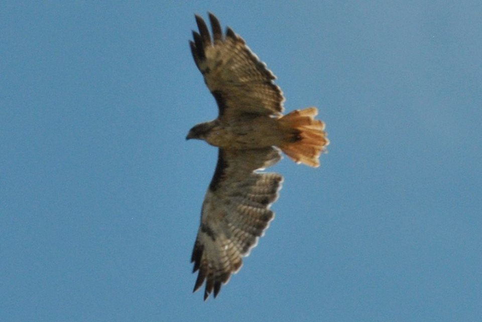 Red-tailed Hawk (calurus/alascensis) - Sean Cozart