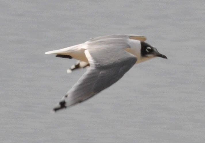 Franklin's Gull - ML114113371