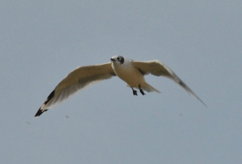 Franklin's Gull - ML114113431