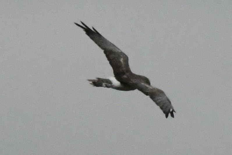 Northern Harrier - ML114113511