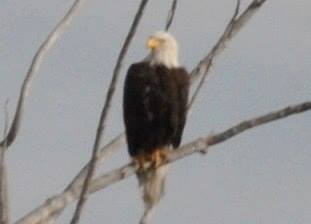 Bald Eagle - ML114113631