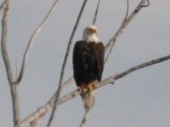 Bald Eagle - ML114113641