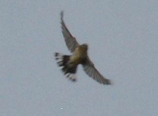 Yellow-rumped Warbler (Audubon's) - ML114113701