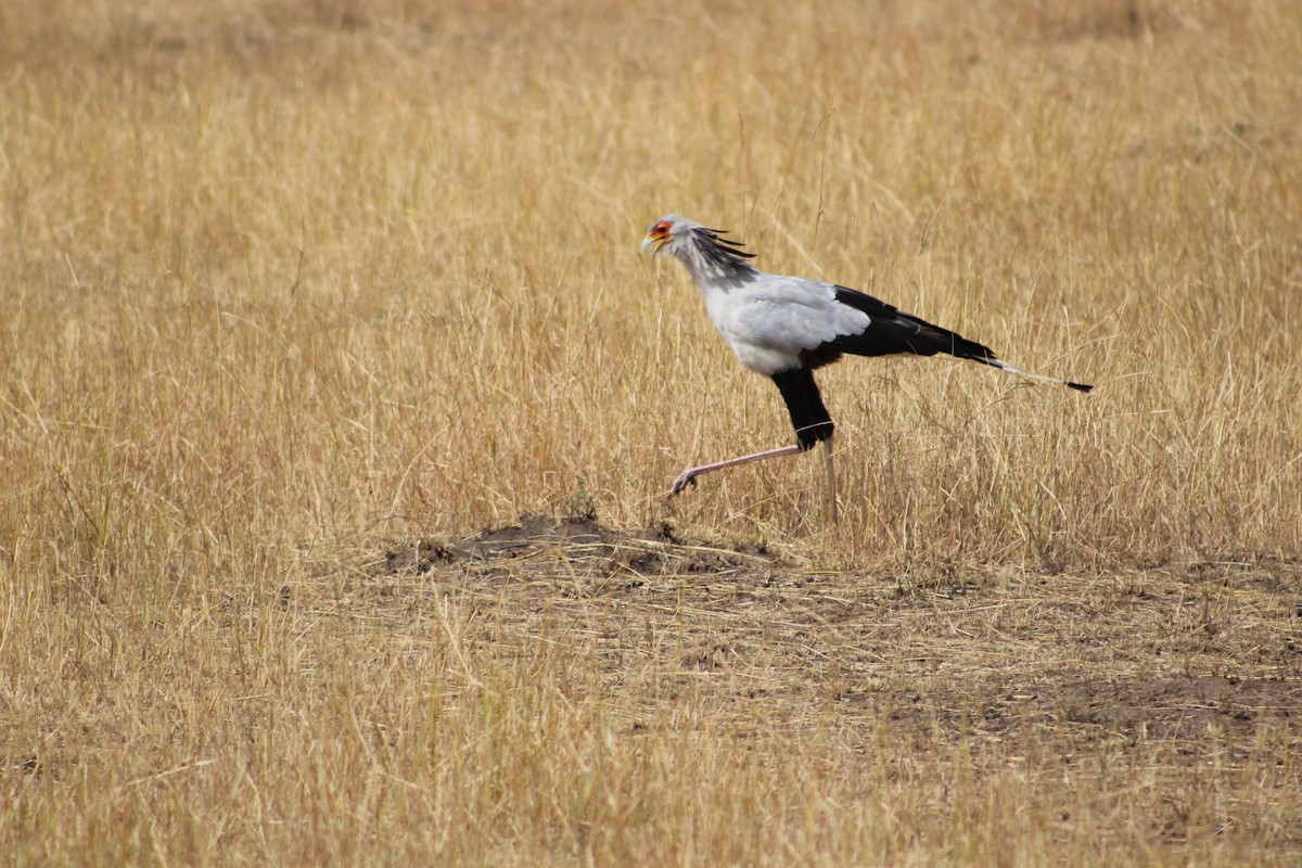 Not specified - Robert Godfrey