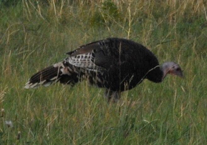 Wild Turkey - ML114114221