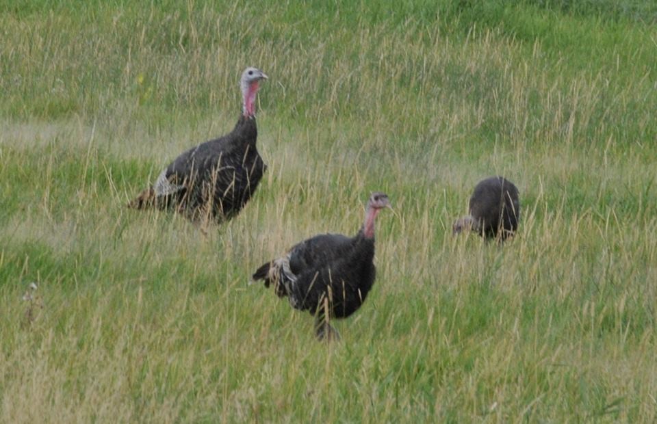 Wild Turkey - ML114114231