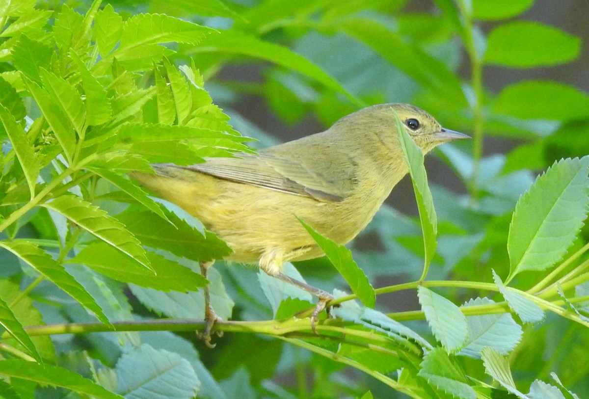 Orange-crowned Warbler - ML114115201