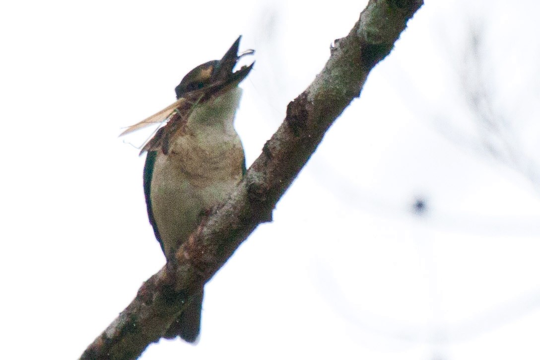 Sacred Kingfisher - ML114117601