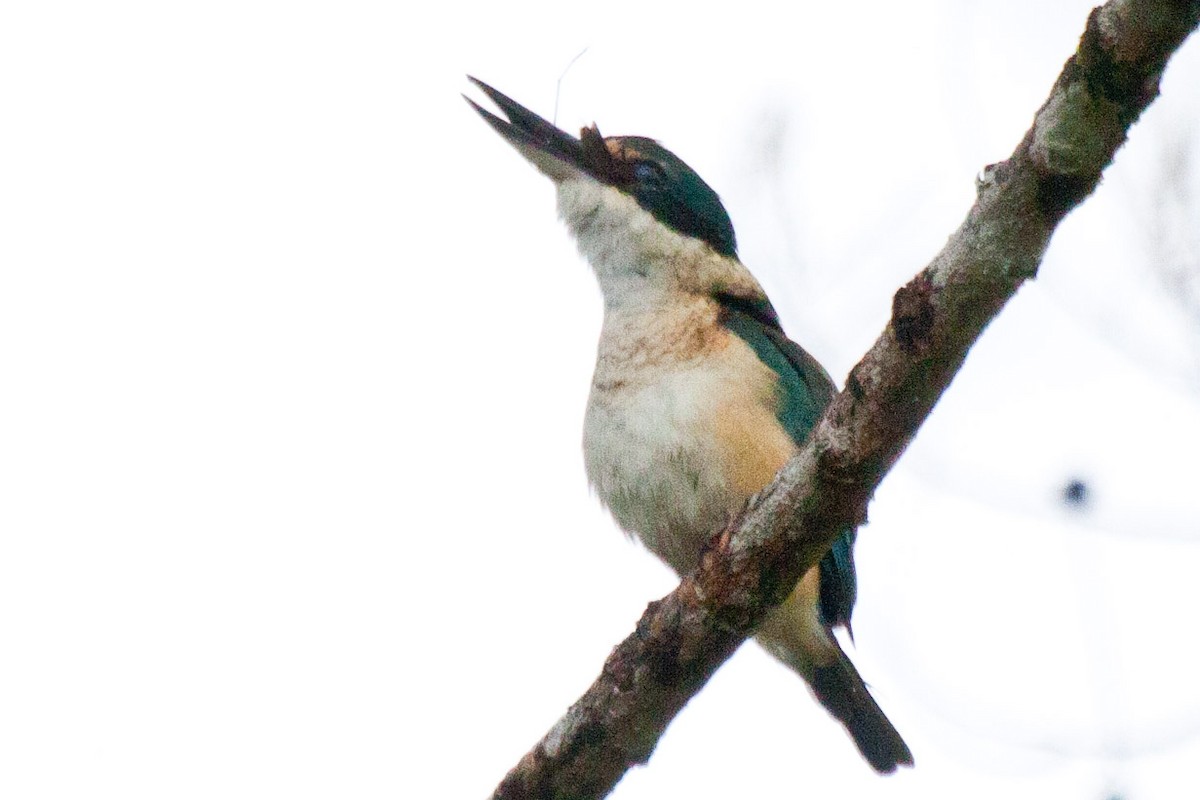 Sacred Kingfisher - ML114117661