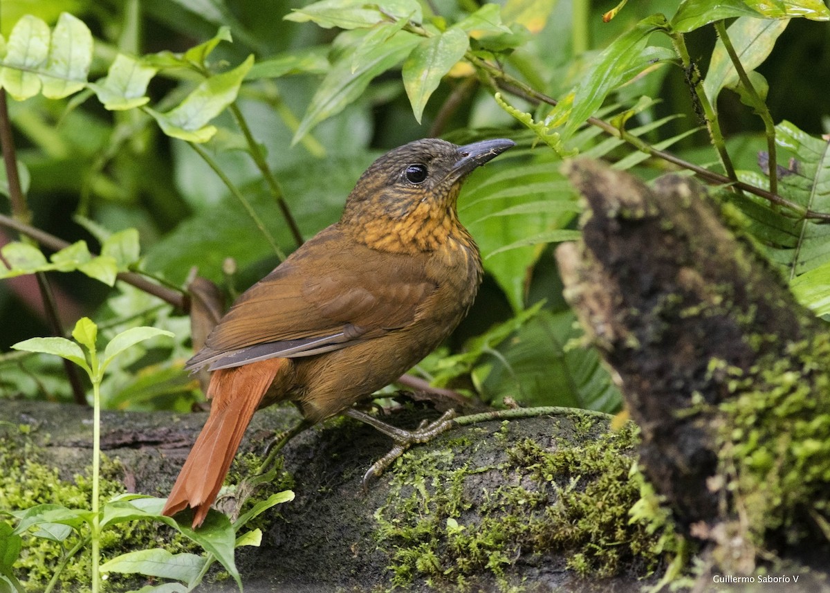 Streak-breasted Treehunter - Guillermo  Saborío Vega