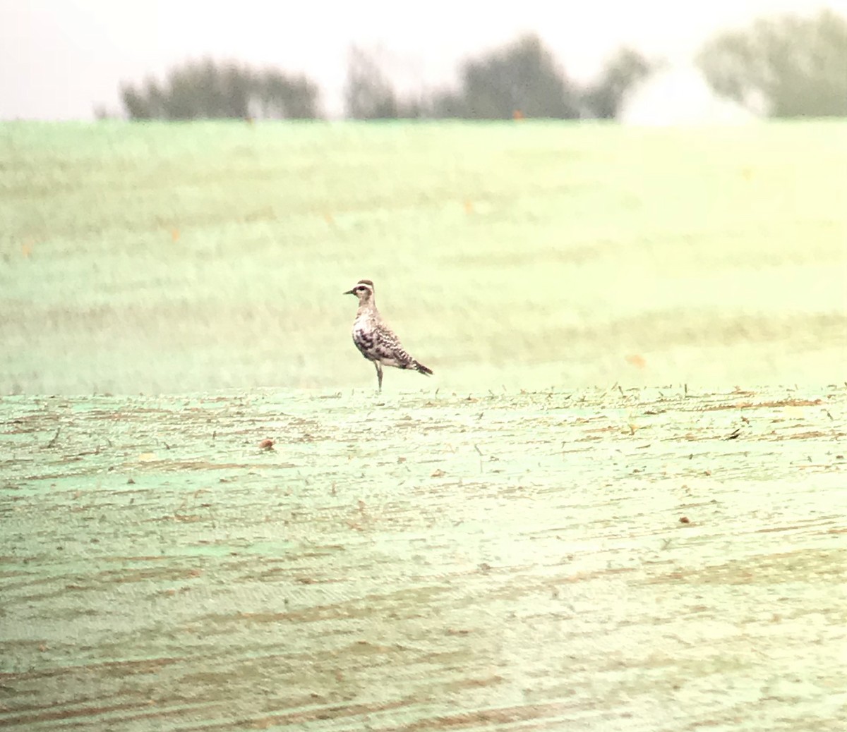 American Golden-Plover - ML114119761