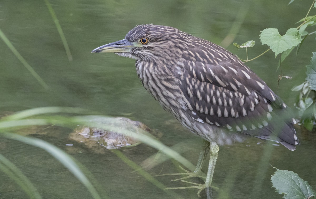 Black-crowned Night Heron - Caleb Putnam