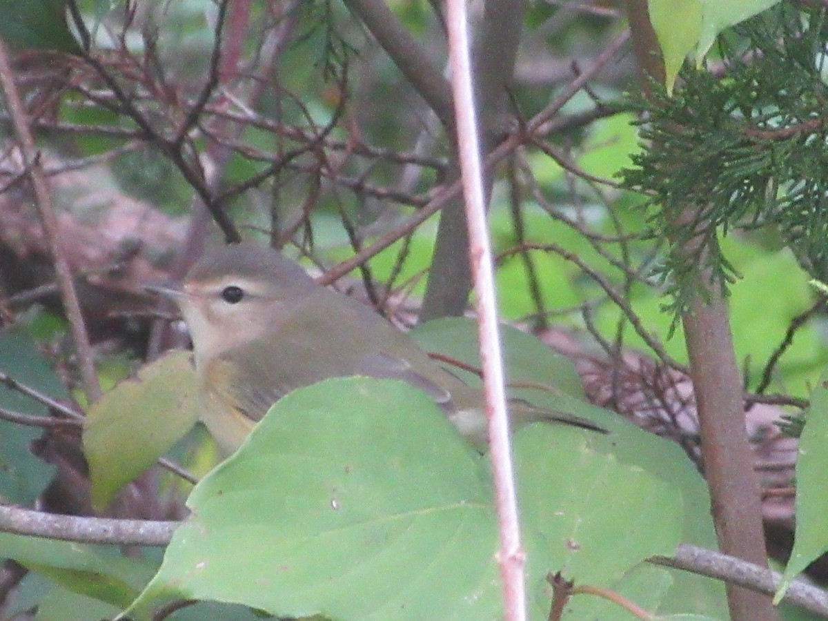 Warbling Vireo (Eastern) - ML114119991