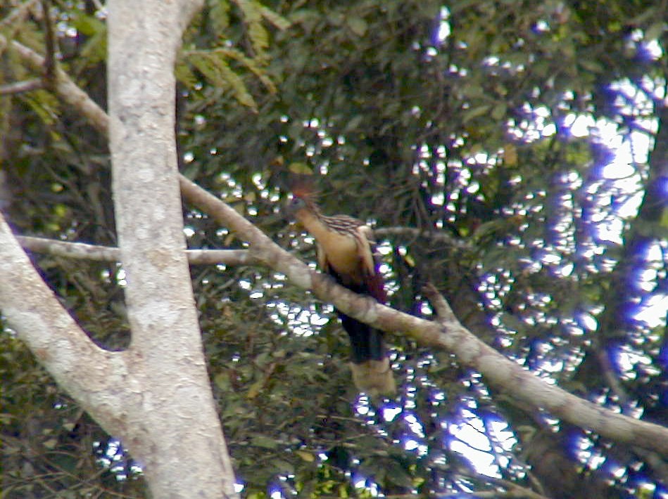 Hoatzin - Jay McGowan