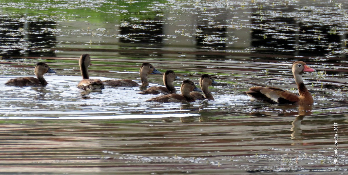 Black-bellied Whistling-Duck - Rolando Jordan