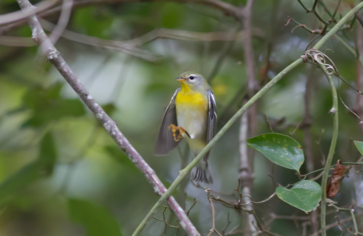 Northern Parula - ML114127261