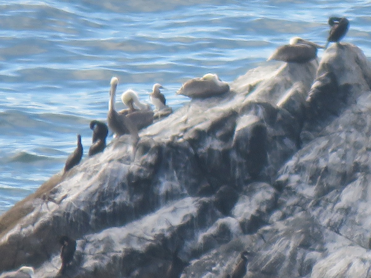 Brown Booby - ML114128161