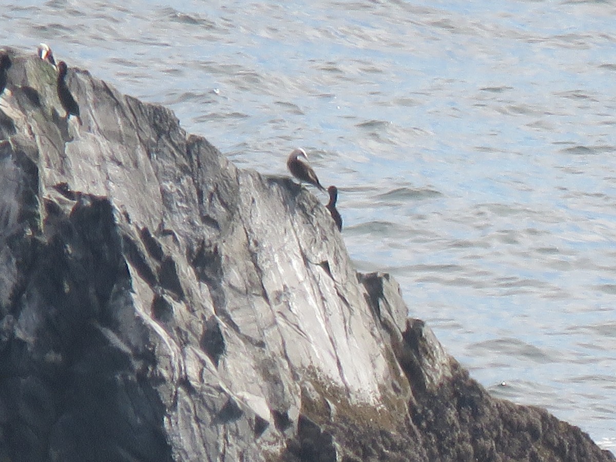 Brown Booby - ML114128171