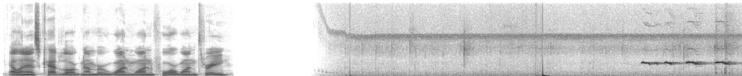 Weißschulter-Ameisenvogel - ML11413