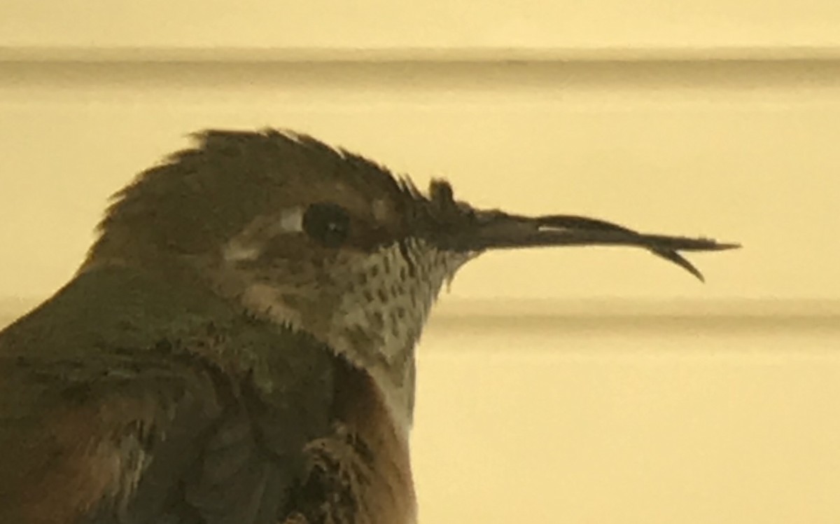 Rufous Hummingbird - ML114131031