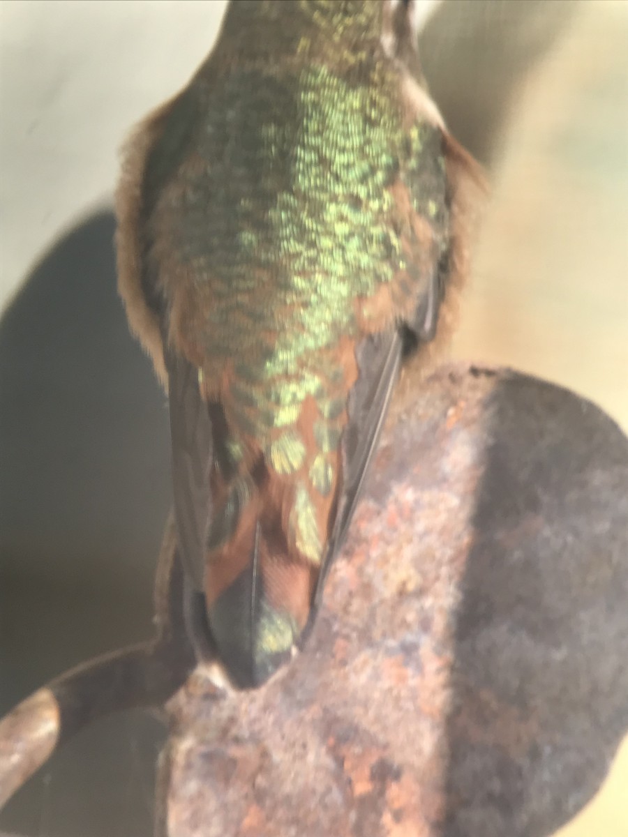Rufous Hummingbird - ML114131061