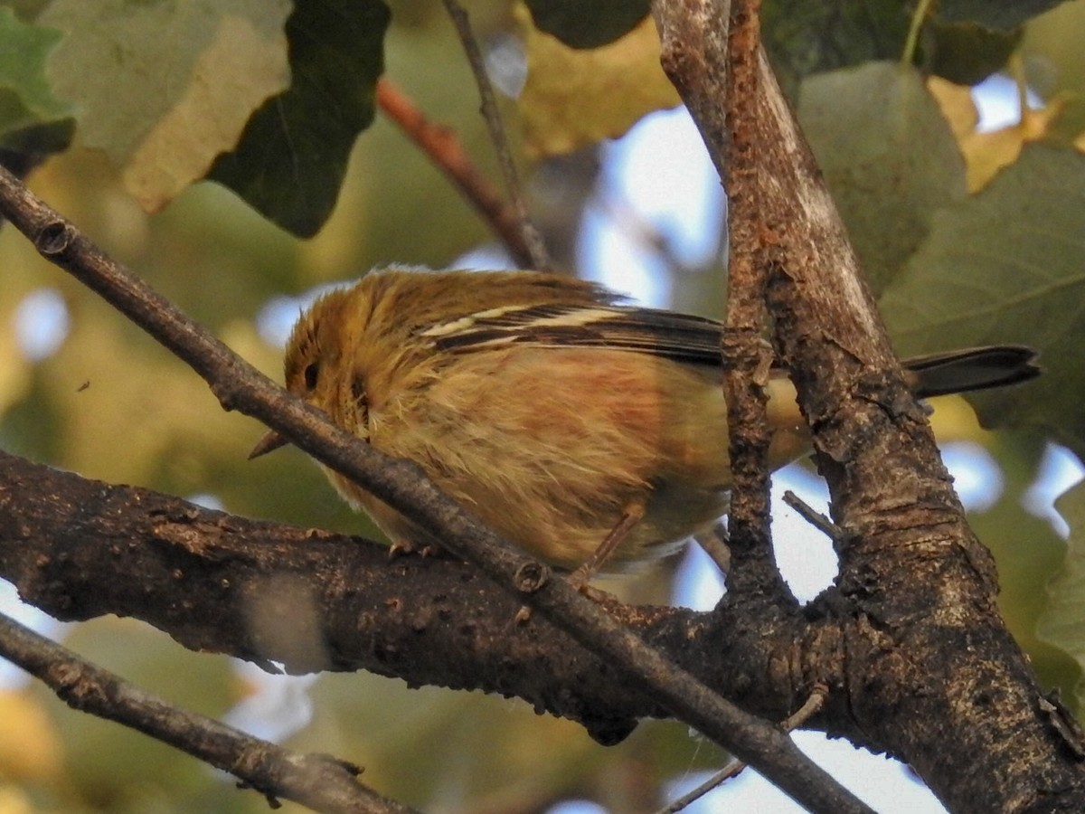 Bay-breasted Warbler - ML114133961