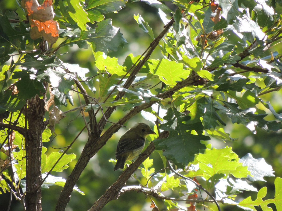 Scarlet Tanager - ML114135041